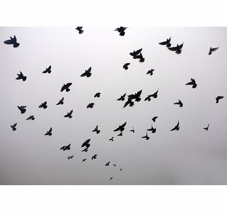 Cortina roller blanca imagen estética de aves en sombra - TenVinilo