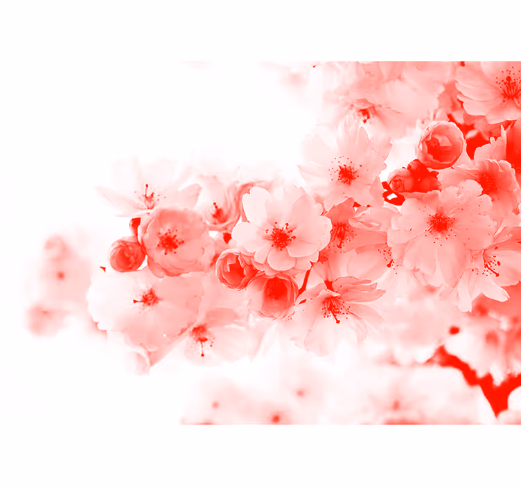 Cortina roller blanca wallpaper - arbusto rojo - TenVinilo