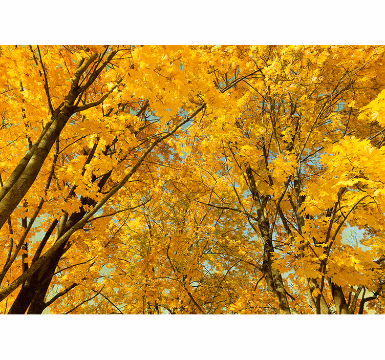 Cortina roller amarilla hojas de otoño amarillas - TenVinilo