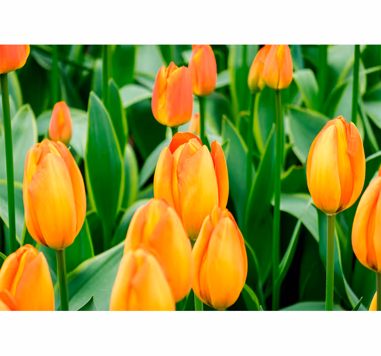 Cortina roller living comedor flores tulipán naranja - TenVinilo