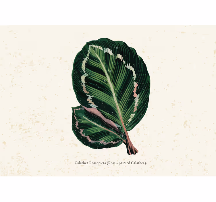 Cortina roller habitación hojas de maranta verde y roja - TenVinilo