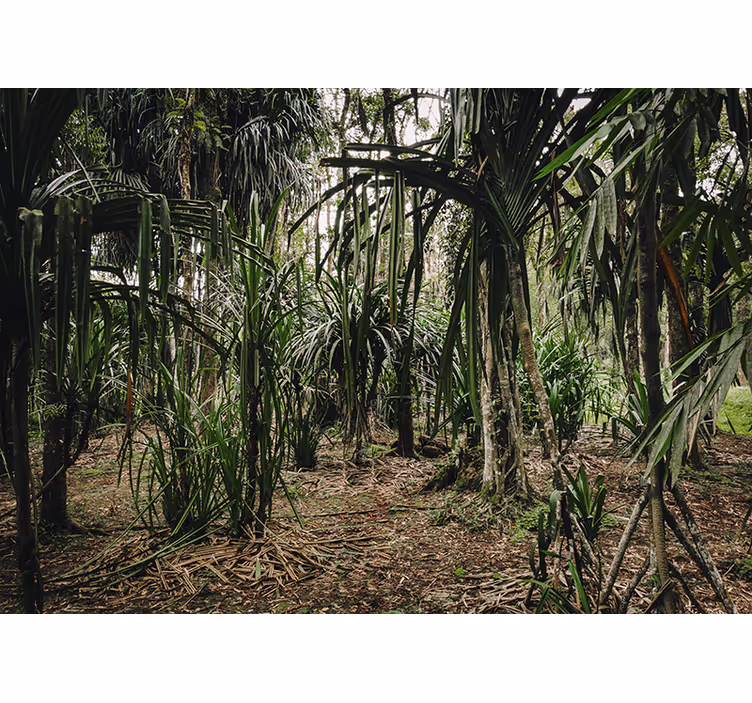 Cortina roller habitación bosque tropical con profundidad - TenVinilo