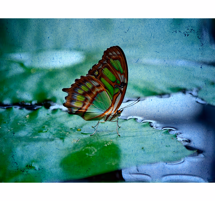 Estor enrollable mariposa volando sobre agua - TenVinilo