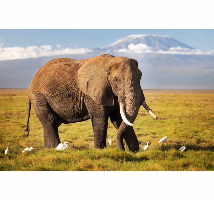 Papel mural africano elefante del kilimanjaro - TenVinilo