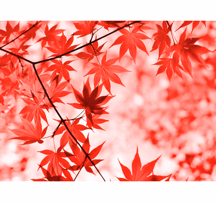 Papel mural recibidor Árboles con hojas rojas - TenVinilo