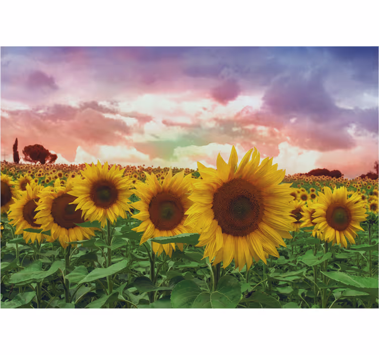 Papel mural recibidor campo de girasoles cielo colorido - TenVinilo