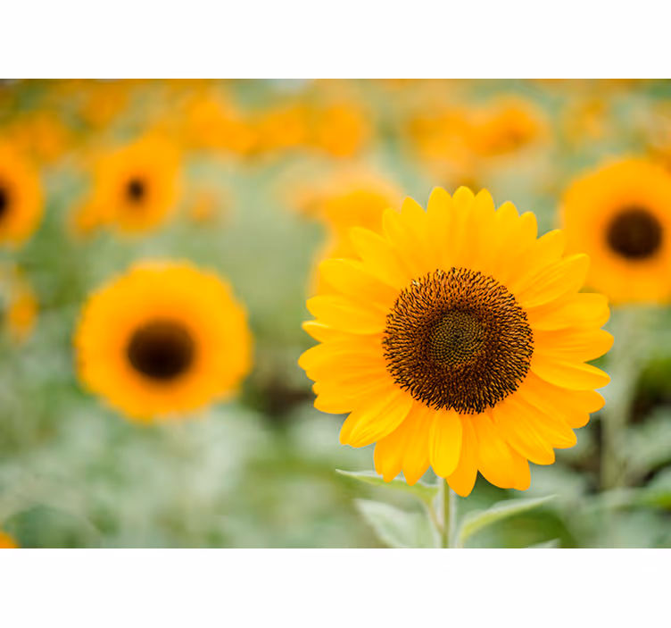 Fotomural prado girasoles de frente - TenVinilo