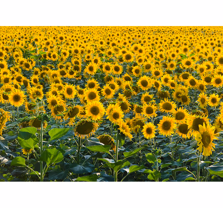 Fotomural de campo de girasoles - TenVinilo
