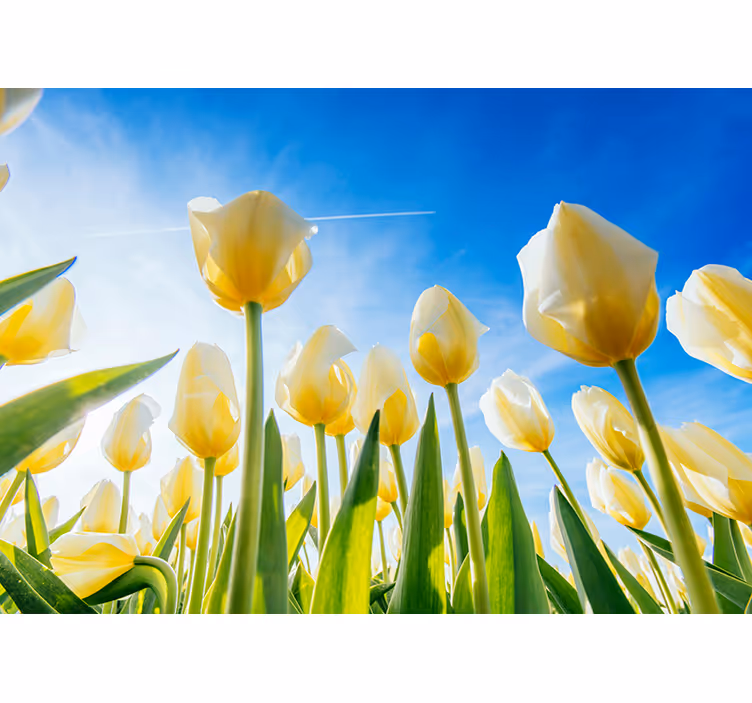 Fotomural de pared paisaje de tulipán amarillo - TenVinilo
