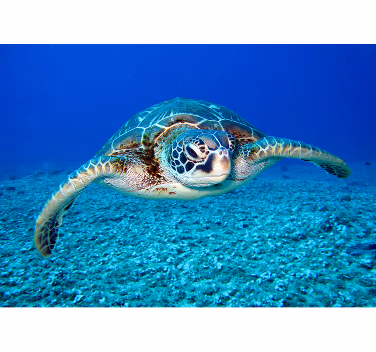 Fotomural de animales tortuga tropical - TenVinilo