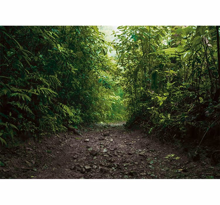 Papel mural naturaleza sendero verde vibrante - TenVinilo