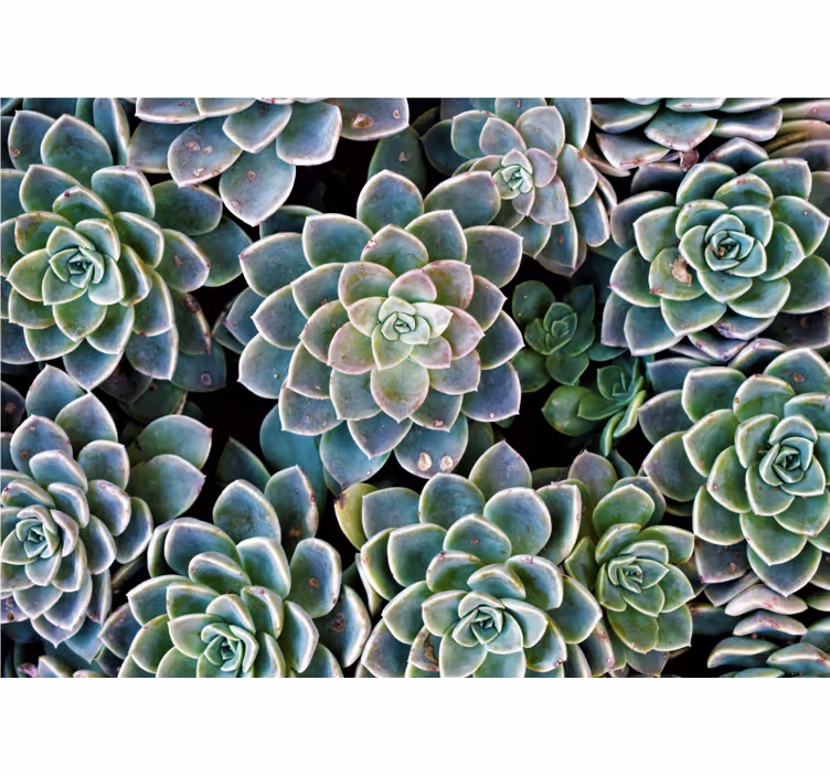 Papel mural naturaleza colección de plantas suculentas - TenVinilo