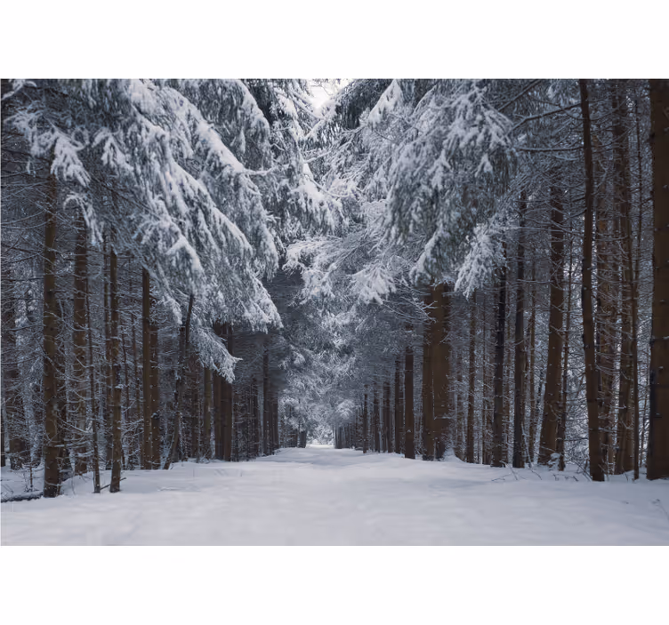 Papel mural bosque sendero de pinos nevados - TenVinilo