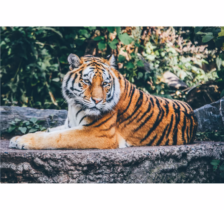 Fotomural animale Tigre 3d, acostado, en, un, roca - TenVinilo