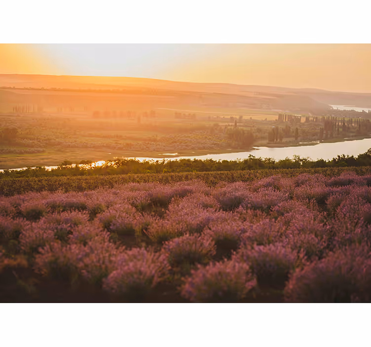 Papel mural flores paisaje de lavanda al atardecer - TenVinilo