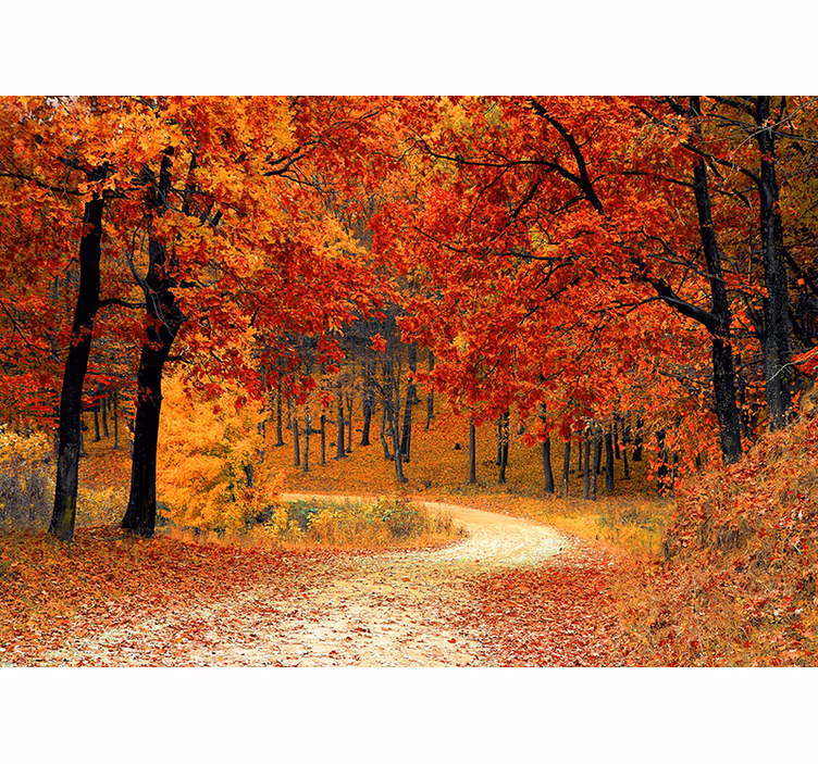 Papel mural naturaleza sendero del bosque de otoño - TenVinilo