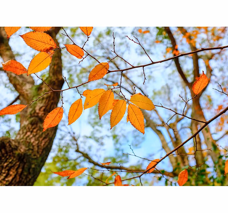 Fotomural de arboles Hojas de otoño - TenVinilo