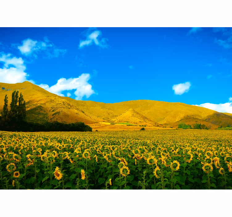 Papel mural paisajes campo de girasoles - TenVinilo