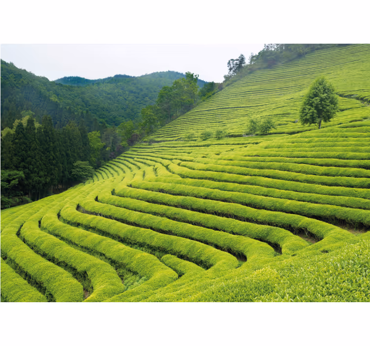 Papel mural naturaleza paisaje de plantación de té - TenVinilo