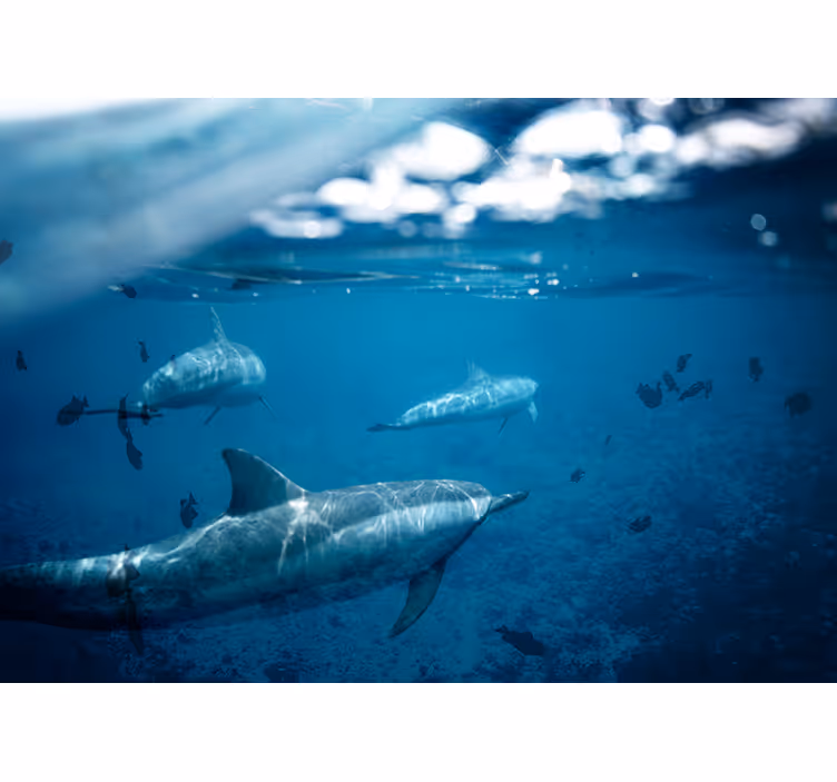 Papel mural mar encuentro submarino con delfines - TenVinilo