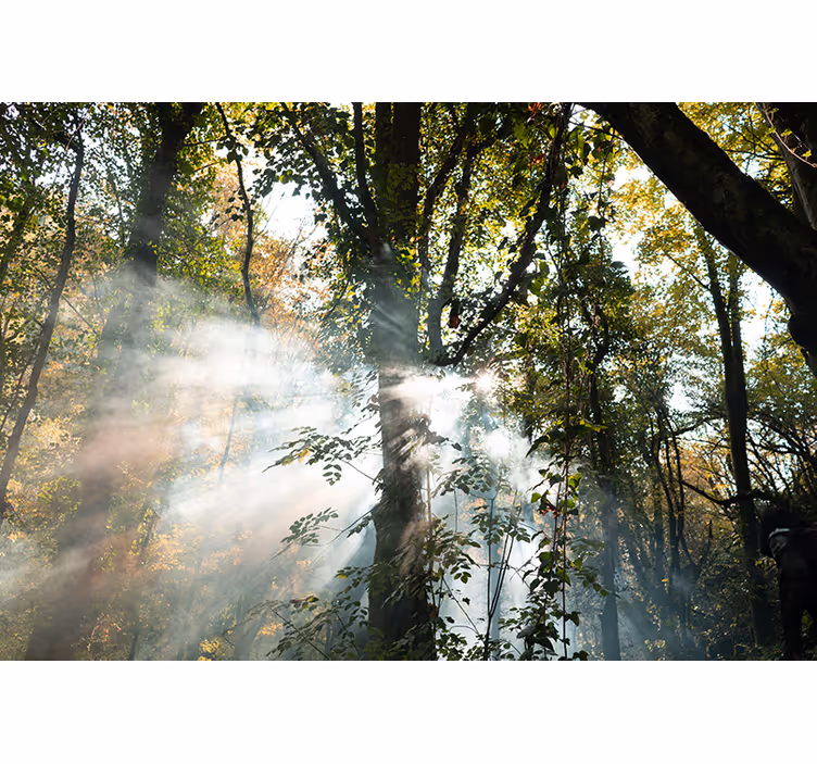 Papel mural bosque atmósfera de bosque serena - TenVinilo