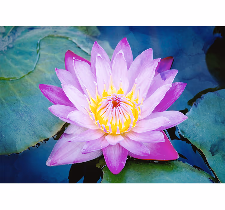 Fotomural flores Flor de loto morada - TenVinilo