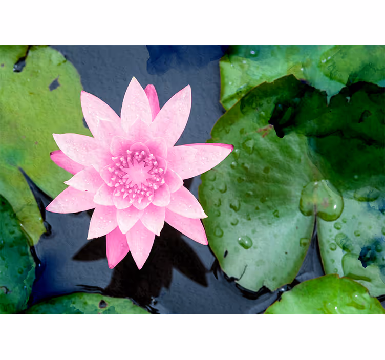 Fotomural flores Flor de loto rosa - TenVinilo