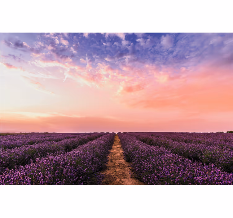 Papel mural flores puesta de sol en el campo de lavanda - TenVinilo