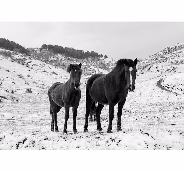 Mural de animales caballos negros majestuosos - TenVinilo