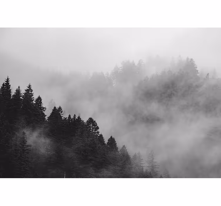 Fotomural de bosque Bosque brumoso blanco y negro - TenVinilo