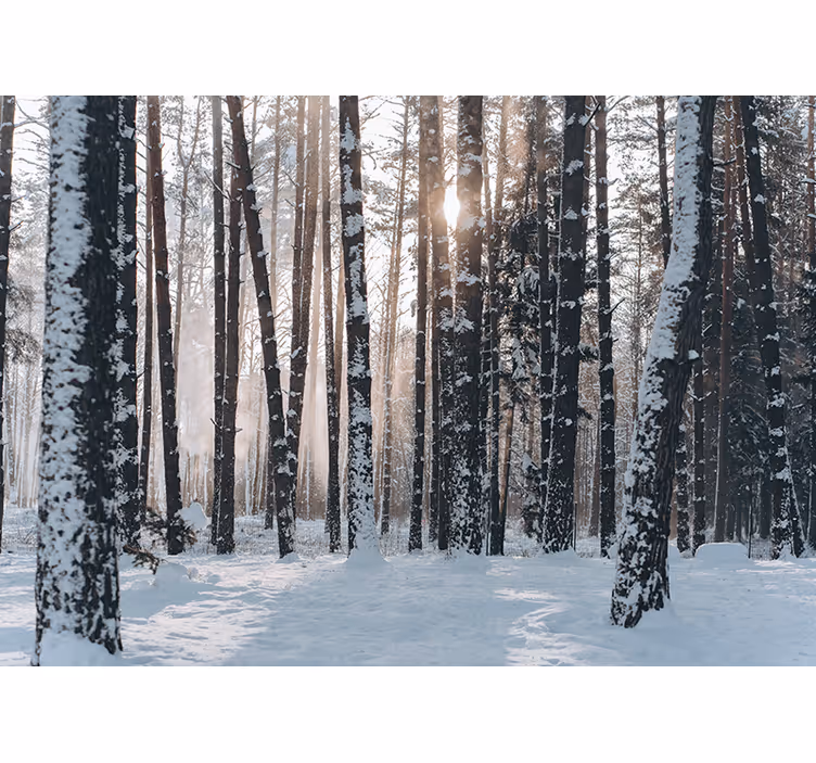 Fotomural de bosque Bosque blanco - TenVinilo