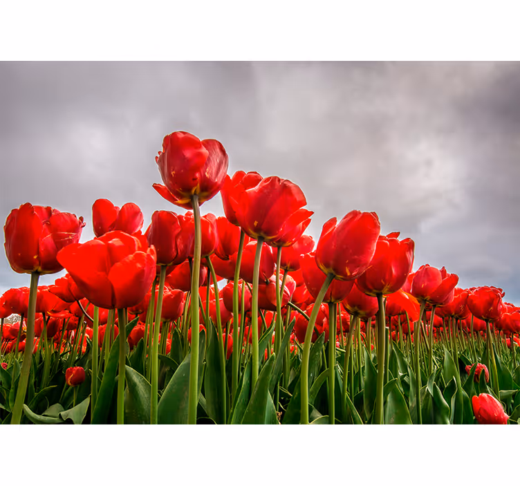 Papel mural de amapolas campo de tulipanes rojos - TenVinilo