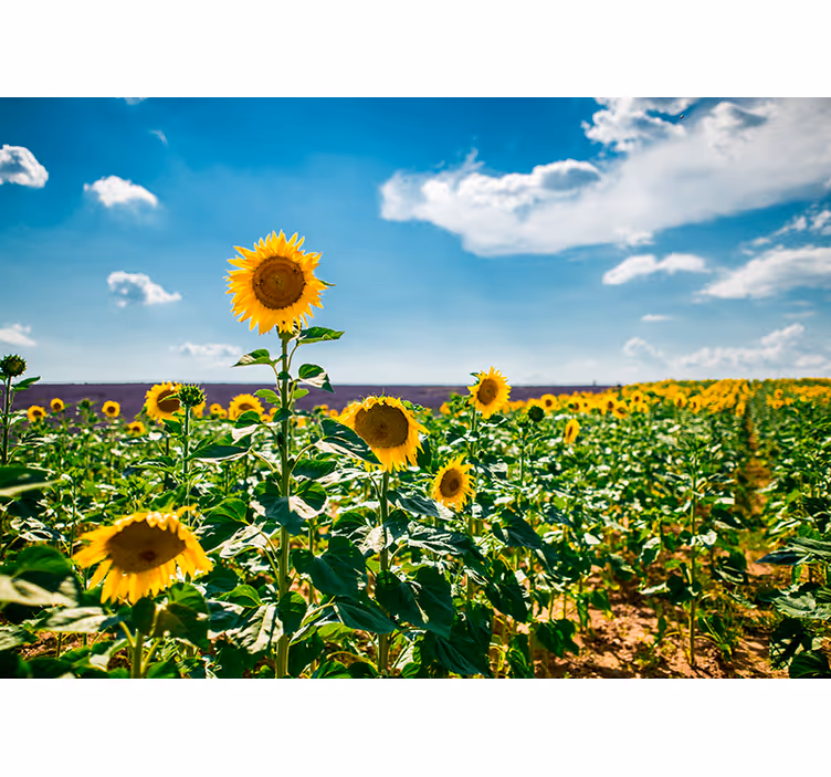 Papel mural flores la felicidad del campo de girasoles - TenVinilo