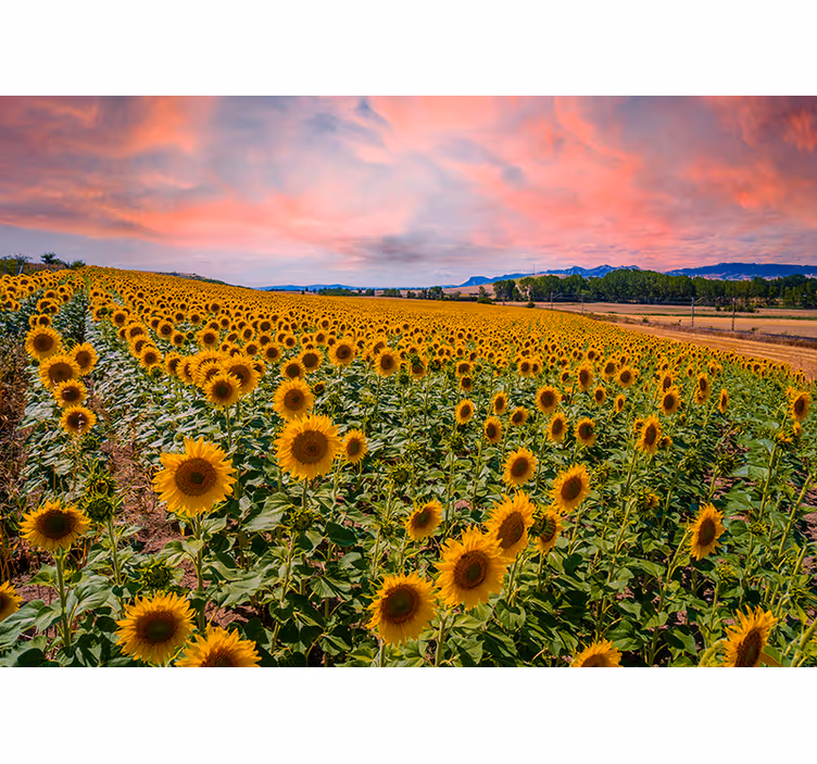 Fotomural flores Hermoso campo de girasoles - TenVinilo