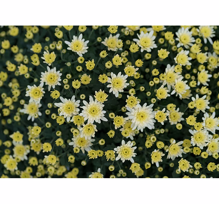 Papel mural flores amarillas en flor - TenVinilo