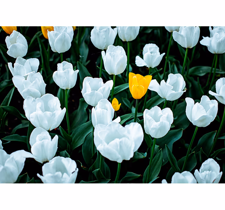 Papel mural flores tulipanes blancos florecen - TenVinilo