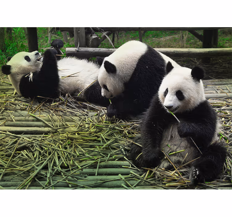 Mural de animales familia de pandas juguetona - TenVinilo