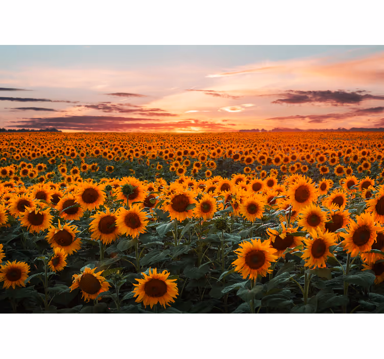 Fotomural flores Puesta de sol de girasol naranja - TenVinilo