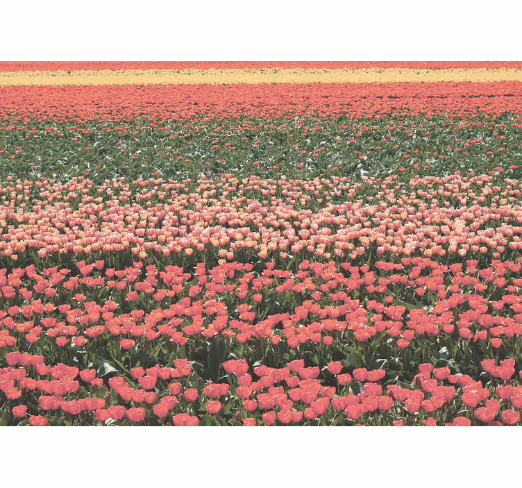 Papel mural flores paisaje de campo de tulipanes - TenVinilo