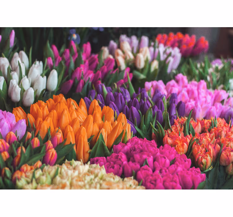 Fotomural de tulipanes Diferente color - TenVinilo