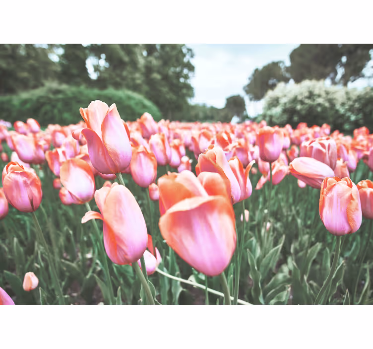 Papel mural de amapolas campo de tulipanes en flor - TenVinilo