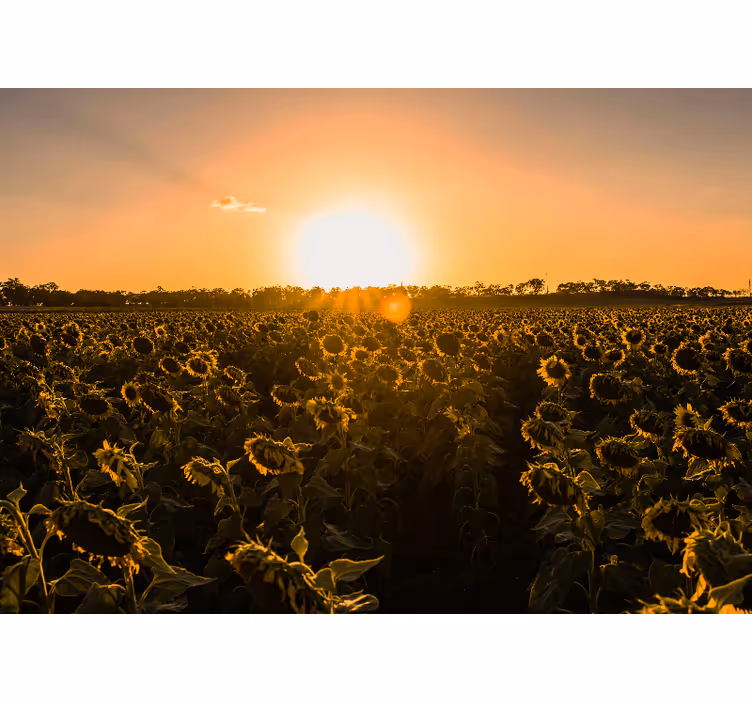 Papel mural flores pradera de girasoles al atardecer - TenVinilo
