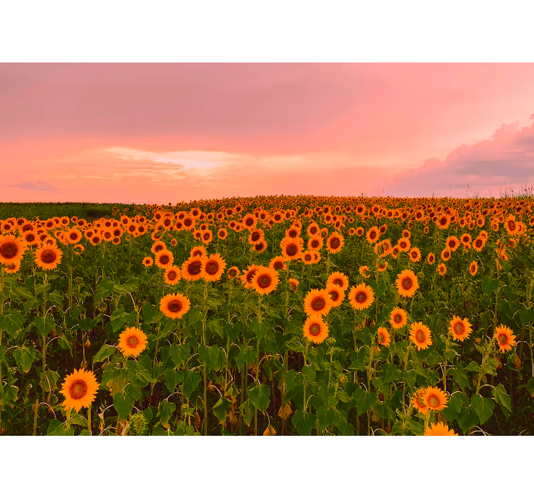 Papel mural flores campo de girasoles vibrante - TenVinilo