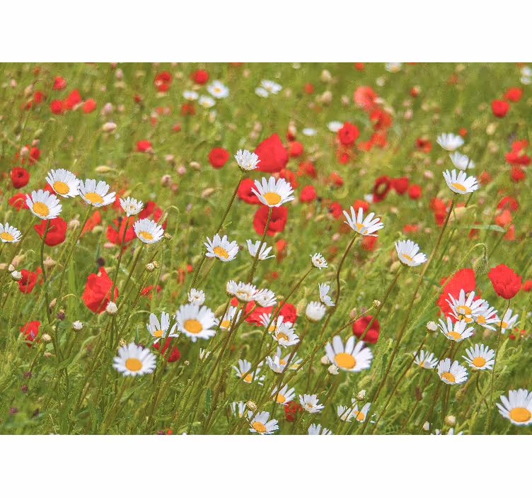 Fotomural de amapolas Pequeñas flores blancas - TenVinilo