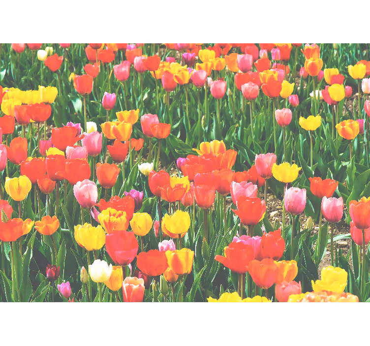Papel mural flores campo de tulipanes en flor - TenVinilo