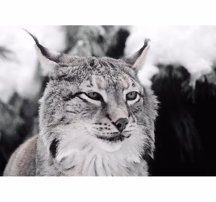 Mural de animales lince con mirada intensa - TenVinilo