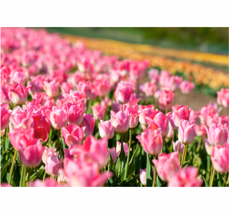 Papel mural tulipanes campo floreciente vibrante - TenVinilo