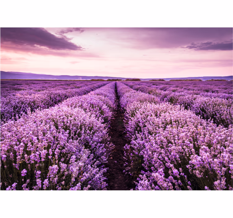 Papel mural flores pradera de lavanda tranquila - TenVinilo