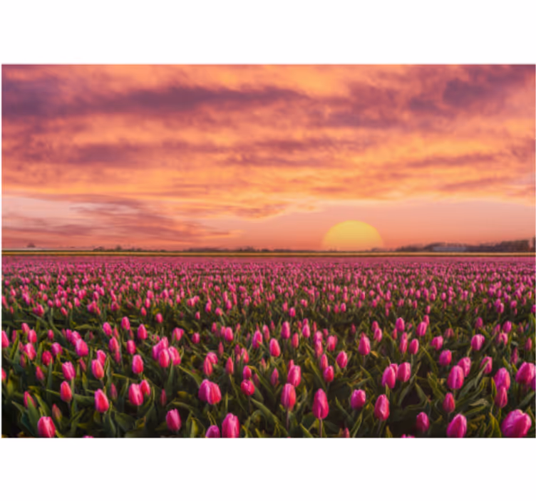 Fotomural de tulipanes Amanecer y tulipanes - TenVinilo