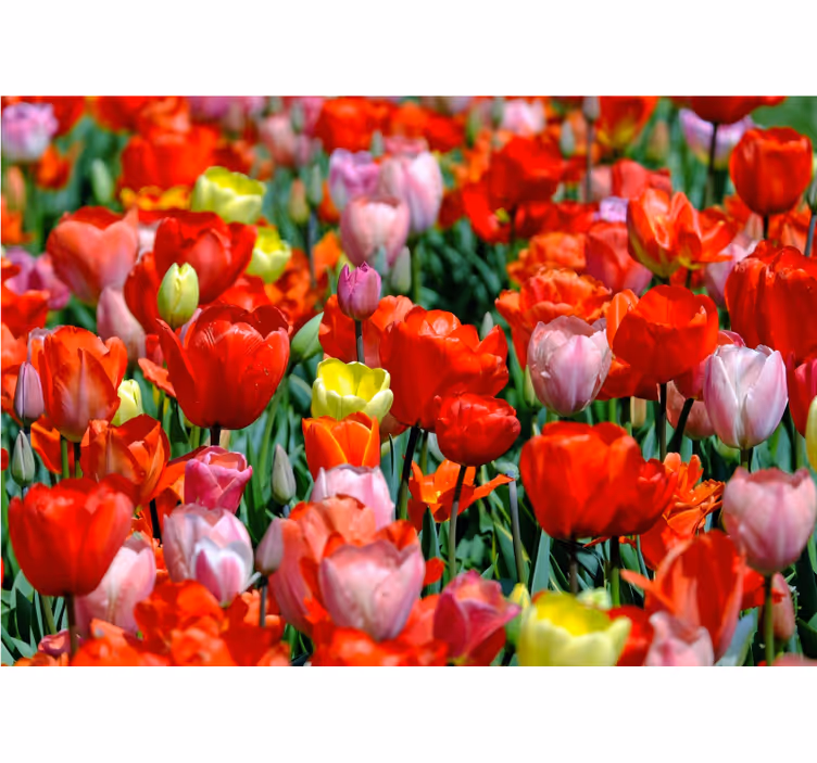 Papel mural flores pradera de tulipanes coloridos - TenVinilo